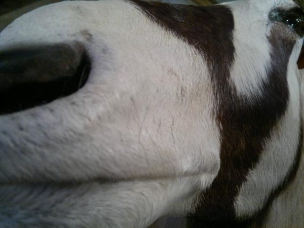 Shouldermount van een oryx.