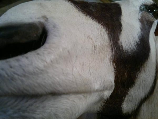 Taxidermy head of an Oryx