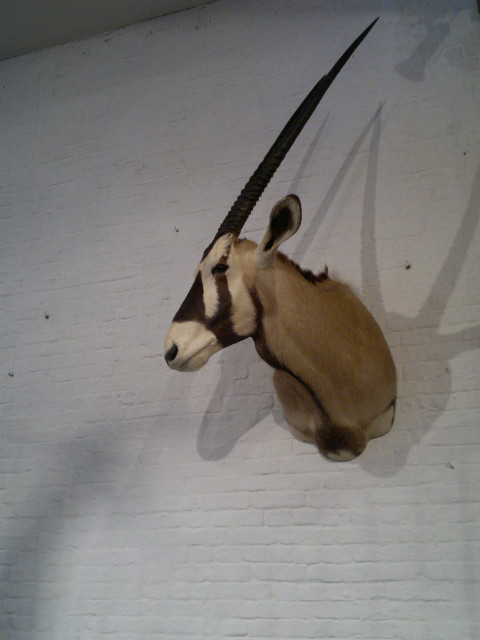 Taxidermy head of an Oryx