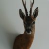 Nice taxidermy head of a big roebock