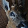 Nice taxidermy head of a big roebock