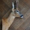 Nice taxidermy head of a big roebock