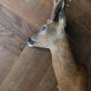 Nice taxidermy head of a big roebock