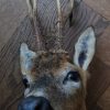 Nice taxidermy head of a big roebock