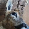 Nice taxidermy head of a big roebock