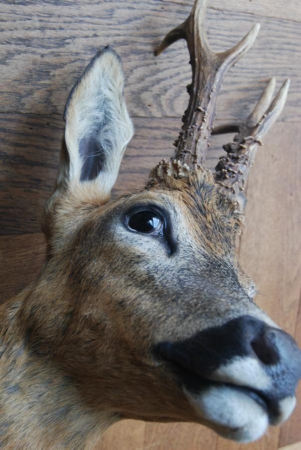 Nice taxidermy head of a big roebock