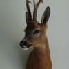 Nice taxidermy head of a big roebock