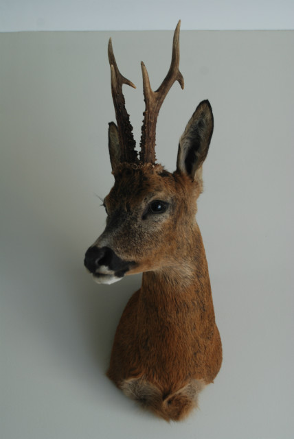 Nice taxidermy head of a big roebock