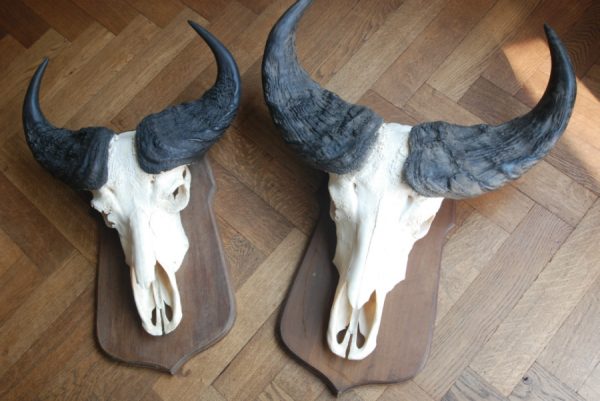 Nice pair of bushbuffalo skulls.