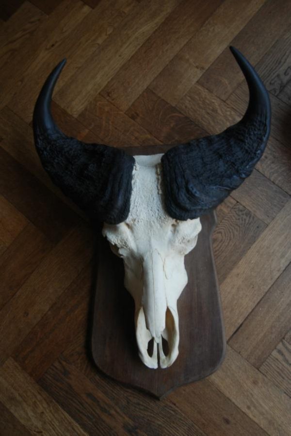 Nice pair of bushbuffalo skulls.