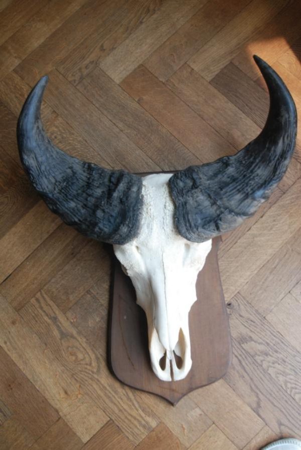 Nice pair of bushbuffalo skulls.