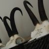 Beautiful skulls, pair of antlers of chamois.