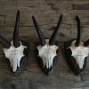 Beautiful skulls, pair of antlers of chamois.