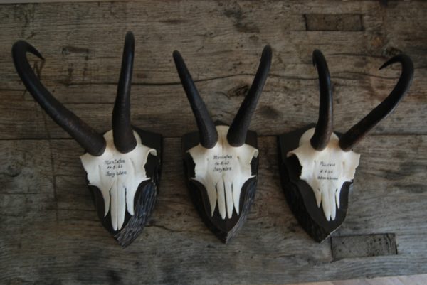 Beautiful skulls, pair of antlers of chamois.