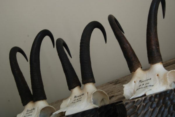 Beautiful skulls, pair of antlers of chamois.