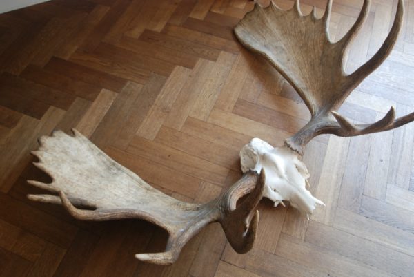 Big havy pair of antlers of a Canadian moose.