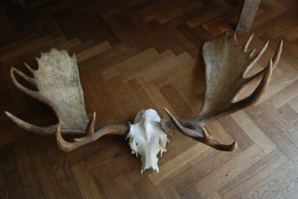 Big havy pair of antlers of a Canadian moose.