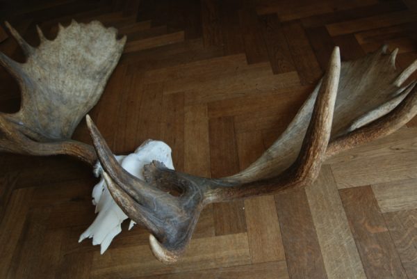 Big havy pair of antlers of a Canadian moose.