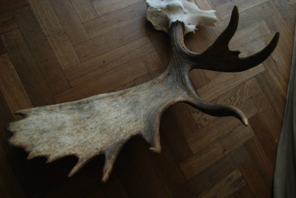 Big havy pair of antlers of a Canadian moose.