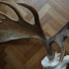 Big havy pair of antlers of a Canadian moose.