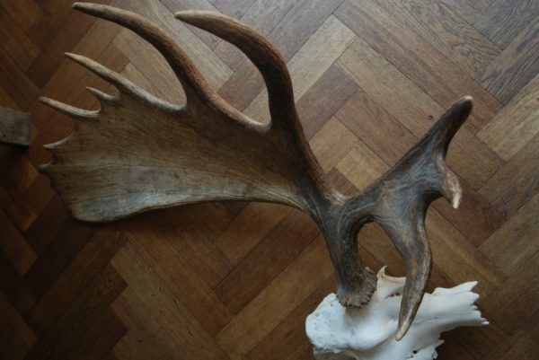 Big havy pair of antlers of a Canadian moose.