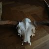 Big havy pair of antlers of a Canadian moose.