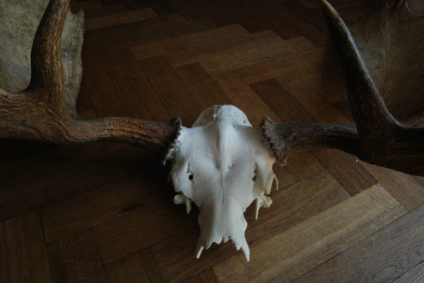 Big havy pair of antlers of a Canadian moose.