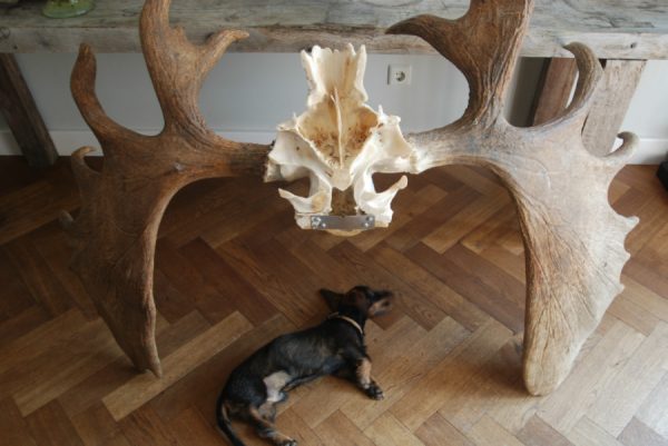 Big havy pair of antlers of a Canadian moose.