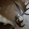 Big havy pair of antlers of a Canadian moose.