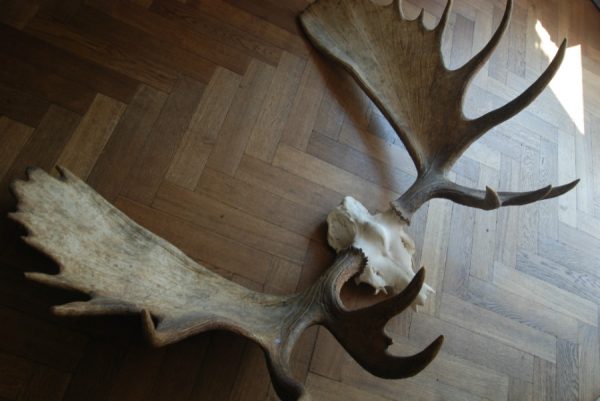 Big havy pair of antlers of a Canadian moose.