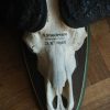Oude schedel van een Kaapse buffel.
