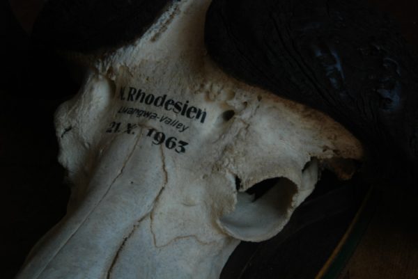Oude schedel van een Kaapse buffel.