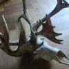 Old rough pair of antlers of a karibou.