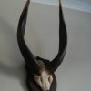 Horns of a bongo on a hard wooden panel
