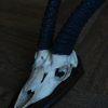 Old skull, horns of a grandgazelle on a hard wooden panel.