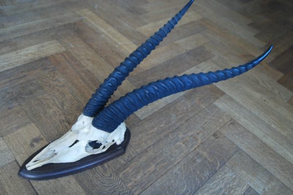 Old skull, horns of a grandgazelle on a hard wooden panel.