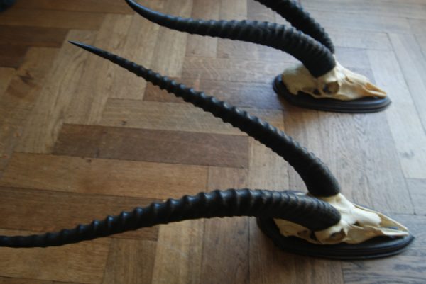 Old skull, horns of a grandgazelle on a hard wooden panel.