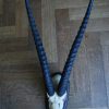 Complete schedel van een springbok.