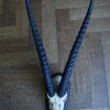 Old skull, horns of a grandgazelle on a hard wooden panel.