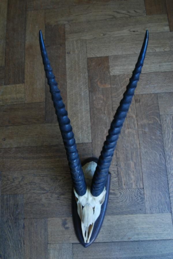 Old skull, horns of a grandgazelle on a hard wooden panel.