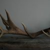 Big antler of a red stag.