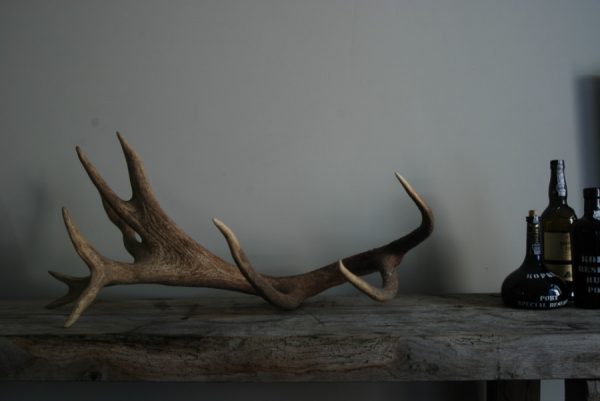 Big antler of a red stag.