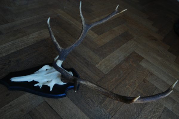 Nice pair of antlers of a red stag.