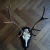 Nice symmetric pair of antlers of a red stag. Hunting trophy.