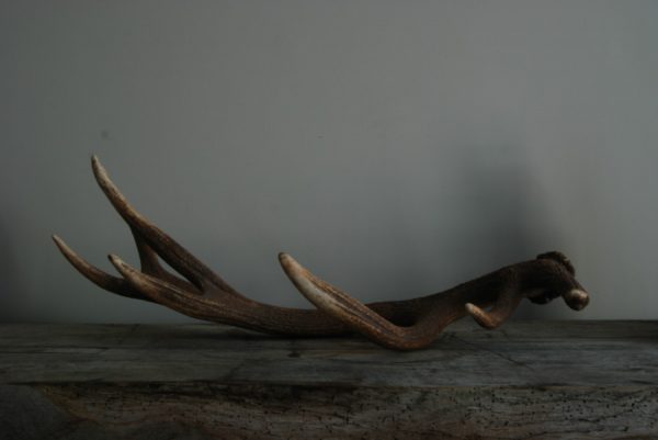 Antler of a red stag.