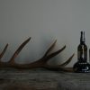 Hugh skull of a massive kudu bull.