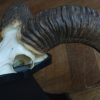 Skull, horns of a mouflon.