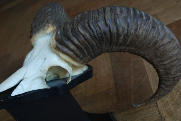 Skull, horns of a mouflon.