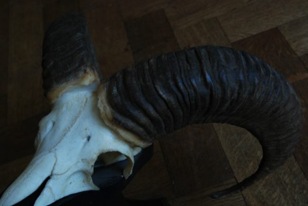 Skull, horns of a mouflon.