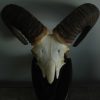 Skull, horns of a mouflon.